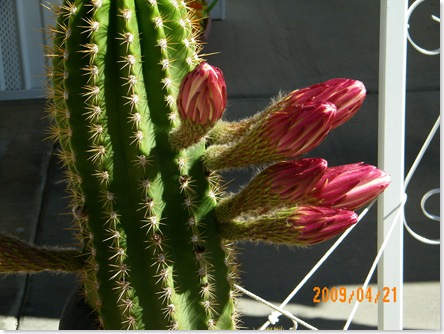 Jack and Maggie Mitchell's Argentine Giant trichocereus buddies