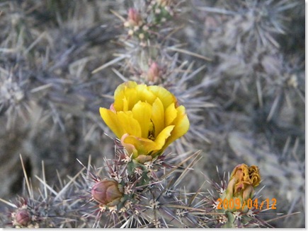 Staghorn Cholla Yellow
