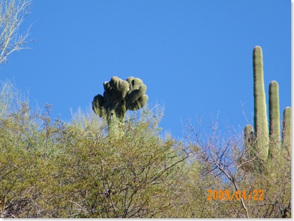 Crown Saguaro cactus