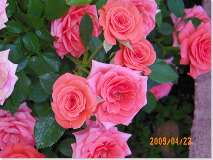 Averil's tea roses