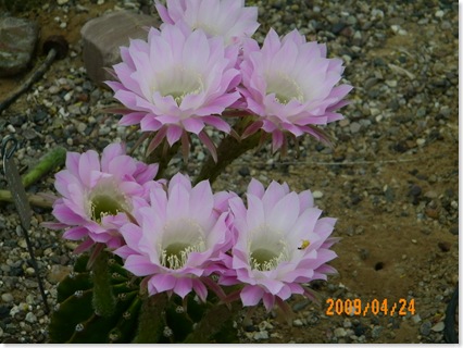 Show off!! Six lavender trichocereus blooms