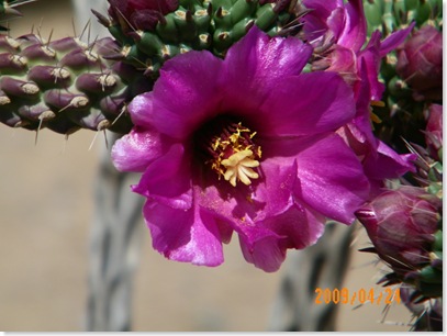 oh wow, the staghorn cholla is really showing off today!