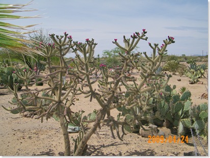 Can you find the dove on her nest in this Cholla