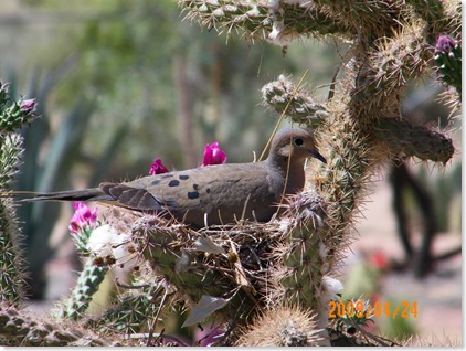 nesting lady