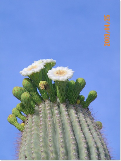 Look who showed up this morning!!! - Saguaro blooms x 3