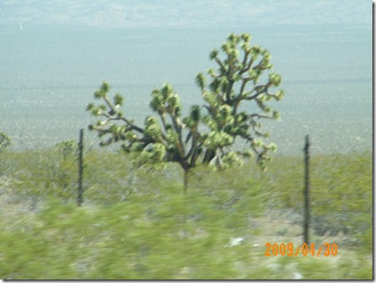 Joshua tree--going up US95 in Nevada