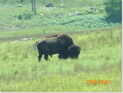 we spot our first bison