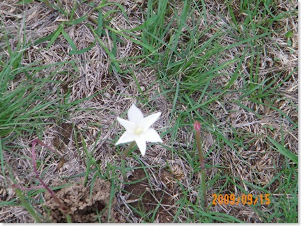 we named this lone flower the Texas Star
