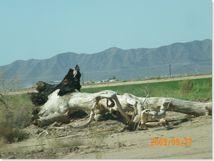 my favorite dead tree in the area!  oh no!