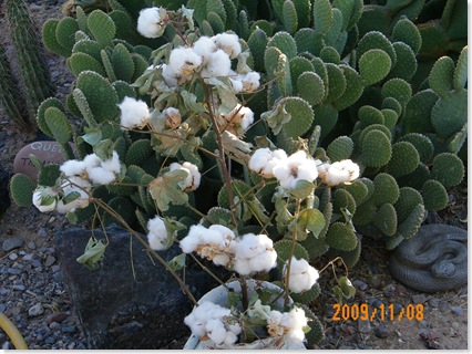 Toma and Jim picked some cotton
