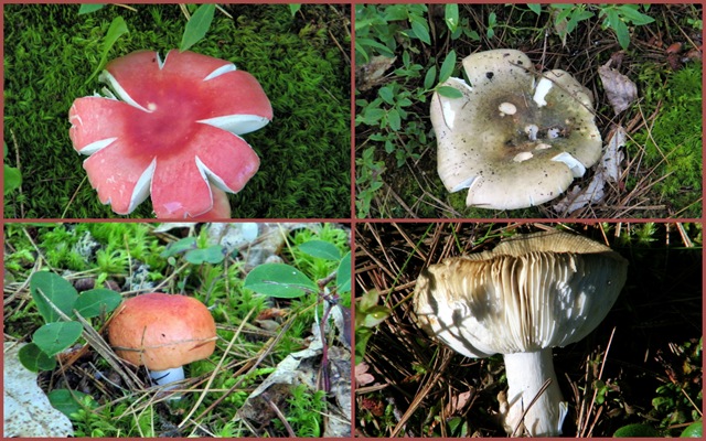 [2010 July 28 Whitefish Point Cemetery mushrooms4-1[3].jpg]