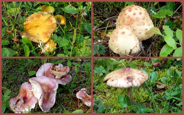 [2010 July 28 Whitefish Point Cemetery mushrooms-1[3].jpg]