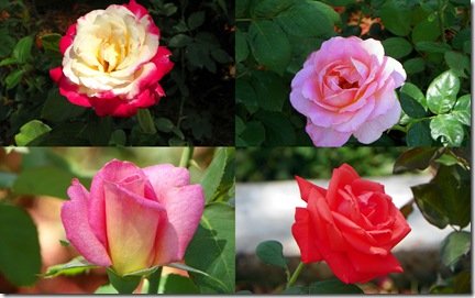 2011 Apr 6 TOT roses1-1