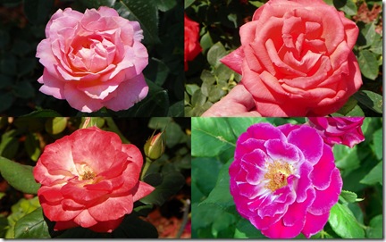 2011 Apr 6 TOT roses-1