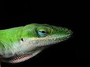 [lizard[3].jpg]