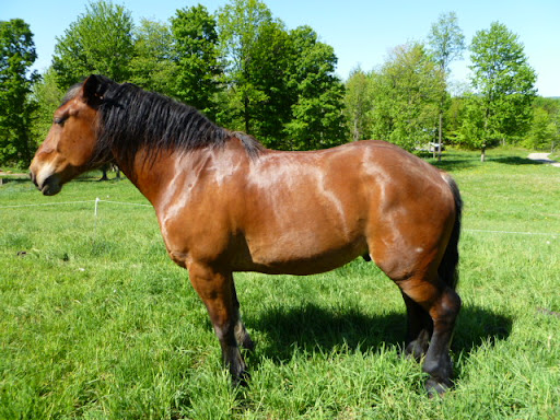 Horse Tape