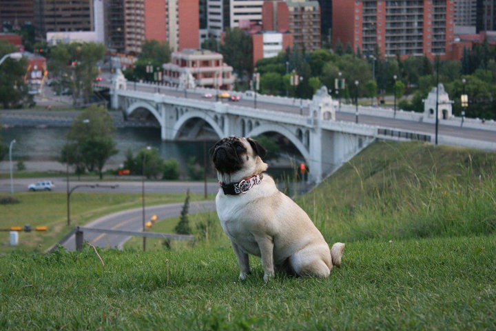 [pugcity[9].jpg]