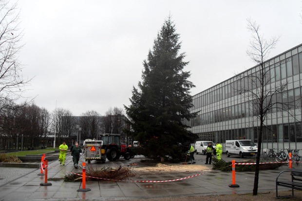 Juletræet rejses