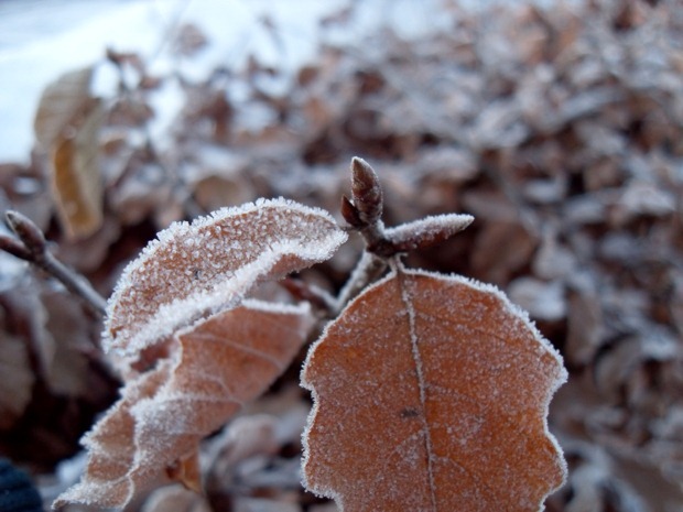 januar 2011 januar 2011