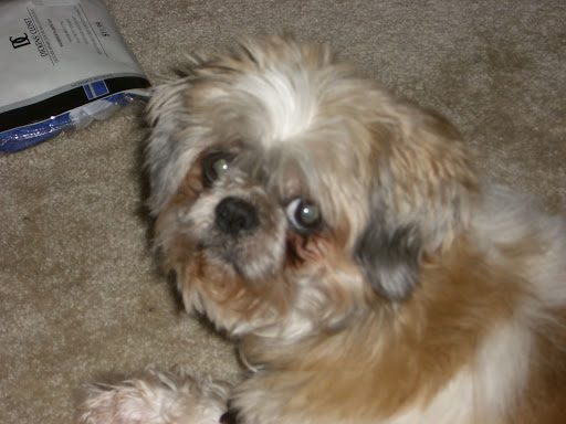 buddy