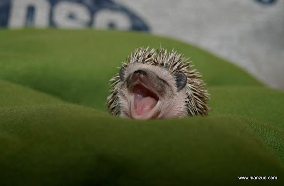 血盆大口(35P) 血盆大口 Pascal, 18 days old