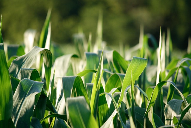 [corn[3].jpg]