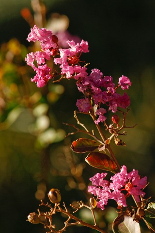 [pink flower[3].jpg]