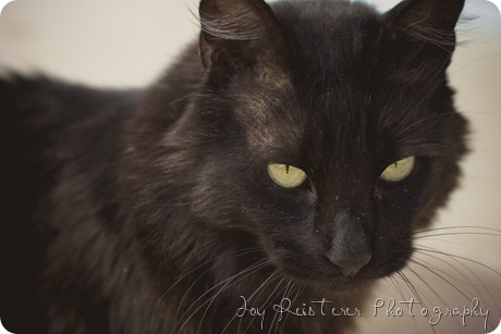 catsimg_0075