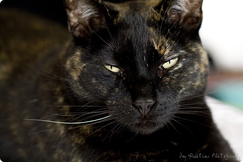 catsimg_0077