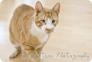 catsimg_0009