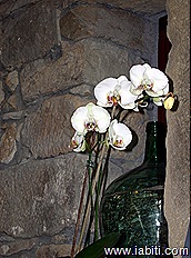jarron orquidea