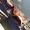 Sea Lion