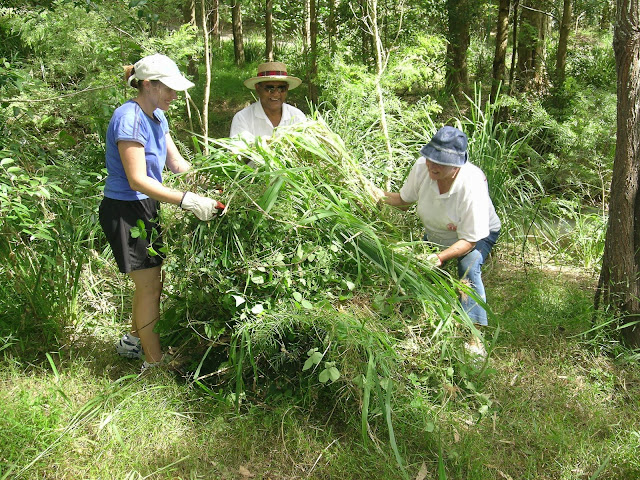 Bush care at Roly Chapman reserve