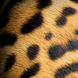 Texture