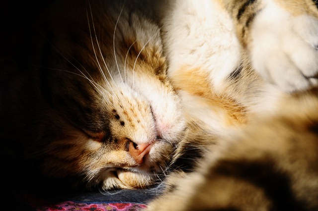 [triki dorme2[3].jpg]