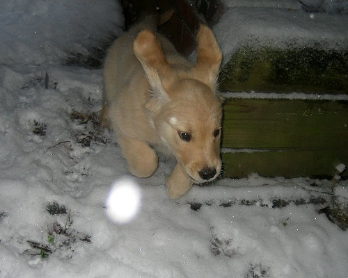 cute golden retriever puppy pictures. From Cute Golden Retriever