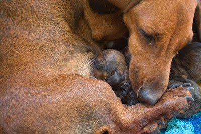 what to feed newborn puppies puppies pictures feeding new born puppies pictures what to feed newborn puppies puppies pictures feeding new born puppies pictures