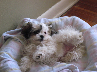 Shih  Puppies on Puppies Pictures  Cute Shih Tzu Puppies Pictures