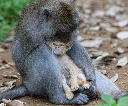 A-long-tailed-macaque-mon-001