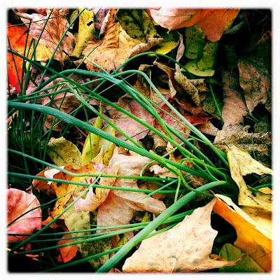Where the Wild Onion Grows