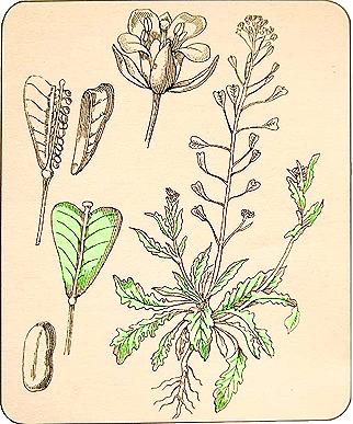 Capsela-bursa-pastoris