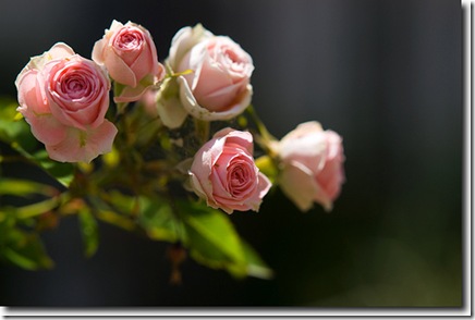 rosa