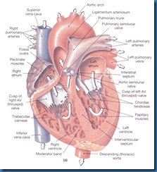 anatomi jantung