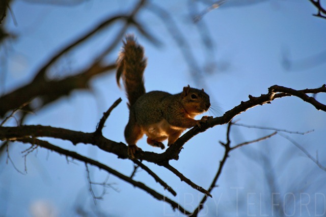 [Squirrel2.jpg]