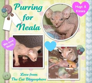 Neala-PurringForNeala-2010-06-29-300