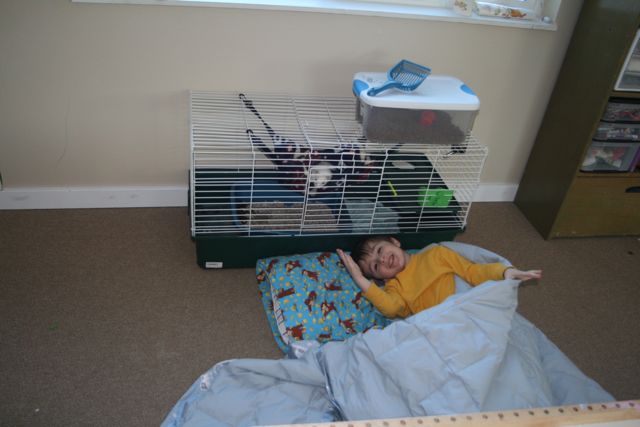 ferret.jpg