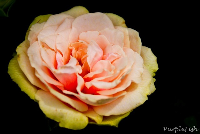 [DSC09872[10].jpg]