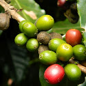 coffee