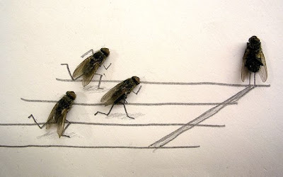 Corrida de Moscas Corrida de Moscas