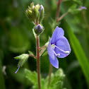 Germander Speedwell